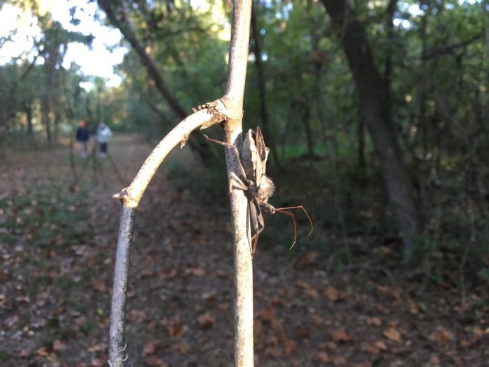 Presquile National Wildlife Refuge teems with nature like this wheel bug.